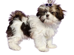 Shih-Tzu puppy