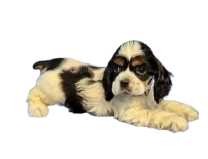 Cocker Spaniel puppy