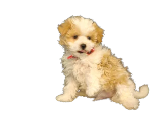 Mal-Shih puppy