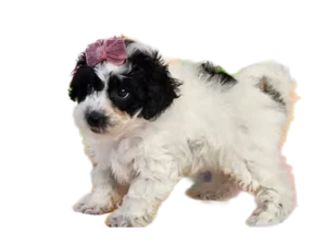 Malti-Poo puppy