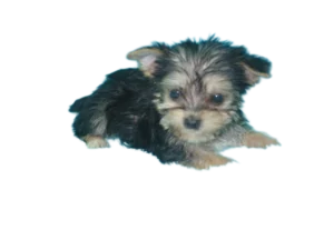 Morkie's Teacup and Toys puppy