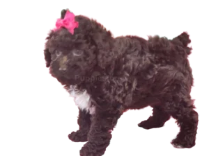 Schnoodle puppy