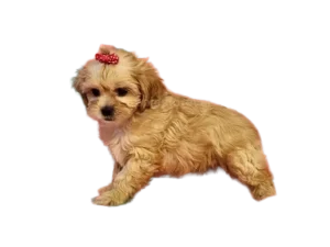 Shih-Poo puppy