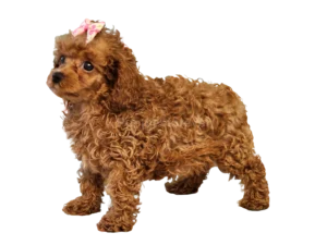 Toy Poodle puppy