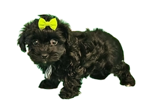 Yorkie-Poo puppy