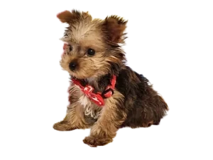Yorkshire Terrier puppy