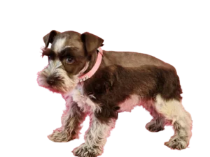 Miniature Schnauzer puppy