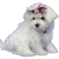 Maltese puppy