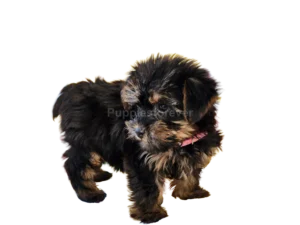 Shorkie Toy puppy