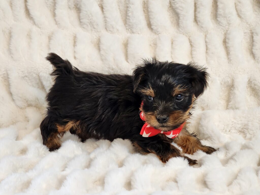 Kisses anyone? What a wonderful curious eye-catching little companion here, Meet Scooter. He is an ACA registered black and gold toy Yorkshire Terrier male. His DOB is November 11, 2025. His suggested weight at maturity should be approx. 5-6 lbs. Scooter is quite adorable, compact in size and loves attention. He comes to your home with his vaccinations current along with a health guarantee. (Release date is January 17, 2026). 903-348-4465.