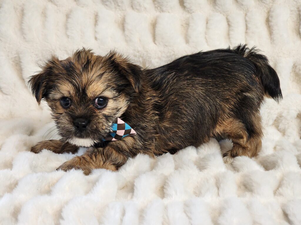 Say hello to Forest, a cute little handsome gold CPR registered toy Shorkie male. This sweet boy is a bundle of joy and quite playful. His DOB is November 21, 2025. His suggested weight at maturity should be approximately 7-8 lbs. Forest will be a perfect companion for any family so don’t let him get away. He comes to your home with his vaccinations current along with a health guarantee. Sire is imperial Shih-Tzu and Dam is Yorkshire Terrier. (Release date is January 17, 2025). 903-348-4465.
