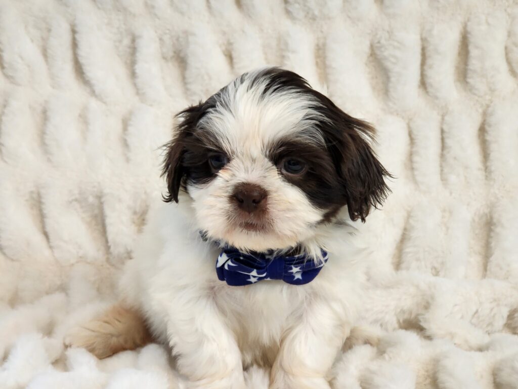 Meet Nicholas a charming black APRI registered white and chocolate toy Shih-Tzu male. His sparkling dark eyes and a fluffy gorgeous coat are sure to steal your heart. This playful fellow's DOB is November 22, 2025. His suggested weight at maturity should be approx. 9-10 lbs. Nicholas comes to your home with his vaccinations current along with a health guarantee. (Release date is January 17, 2025). 903-348-4465.