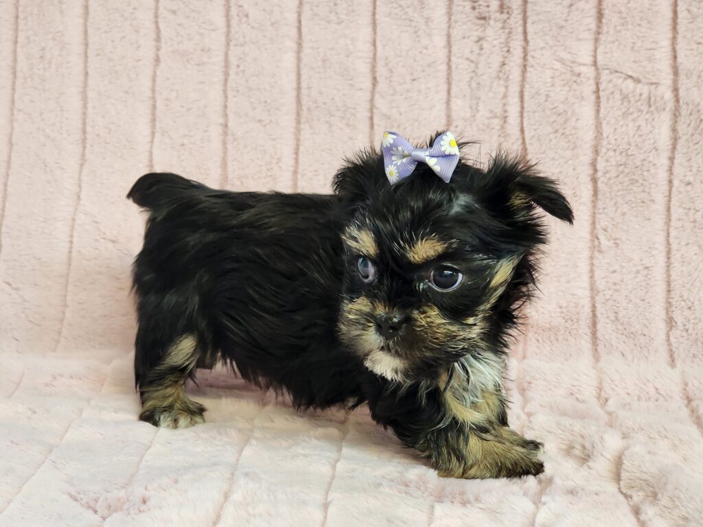 Meet Cricket a beautiful black and Tan Little tiny toy CPR registered Shorkie female. DOB. November 21, 2025. This loveable girl is precious and simply adorable. If you like puppy kisses and want a small female, then Cricket is for you. She comes to your home with her vaccinations current along with a health guarantee. Her suggested weight at maturity should be approx. 5-6 lbs. Sire is imperial Shih-Tzu and Dam is Yorkshire Terrier. (Release date is January 17, 2025). 903-348-4465.