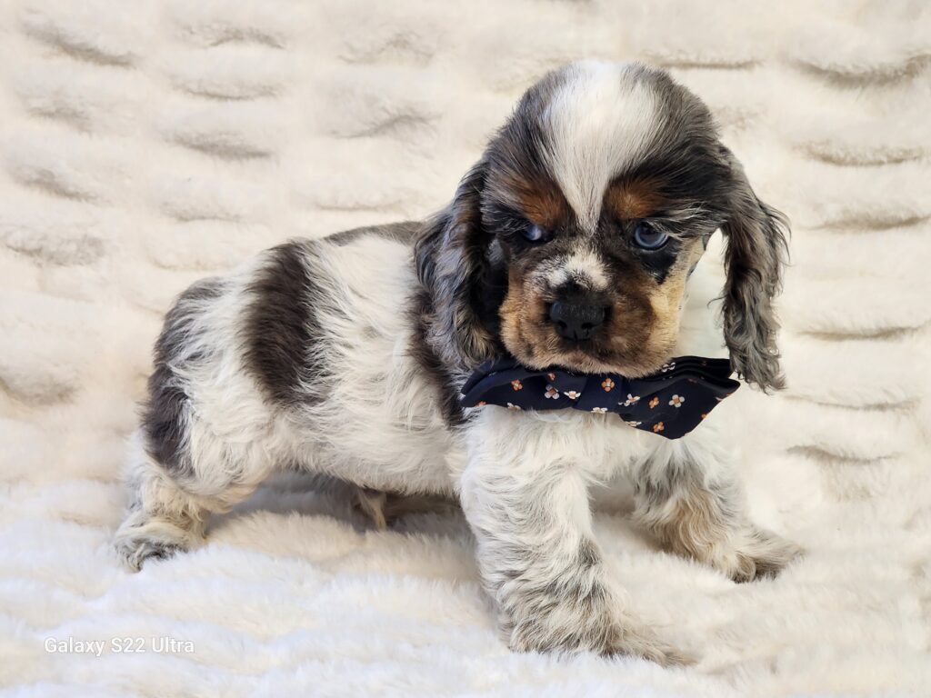 Meet Jade, a gorgeous apartment size handsome blue, white and tan merle, APRI registered American Cocker spaniel male. Just look at his gorgeous blue eyes they set off his beautiful coat and markings. He is quite the charmer and would make a wonderful addition to anyone's family. His DOB is December 17, 2025. His suggested weight at maturity should be approx. 18 lbs. at maturity. Jade comes to your home with his vaccinations current along with a health guarantee. (Release date is February 13, 2026). 903-348-4465. 