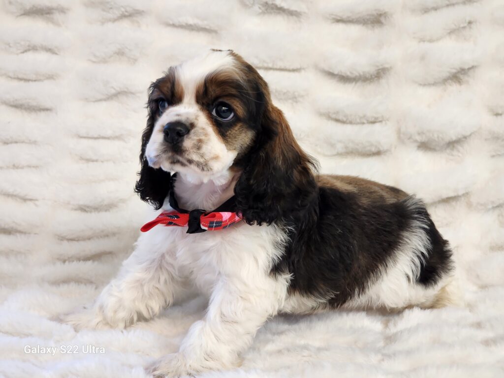 What a showstopper, meet Dusty a handsome outstanding sable/white APRI registered American Cocker Spaniel male. This handsome wonderful eye-catching companion is sure to be the center of attention. His DOB is December 17, 2020. Dusty's suggested weight at maturity should be approximately 18 lbs. He comes to your home with his vaccinations current and a health guarantee. (Release date is February 13, 2026). 903-348-4465.