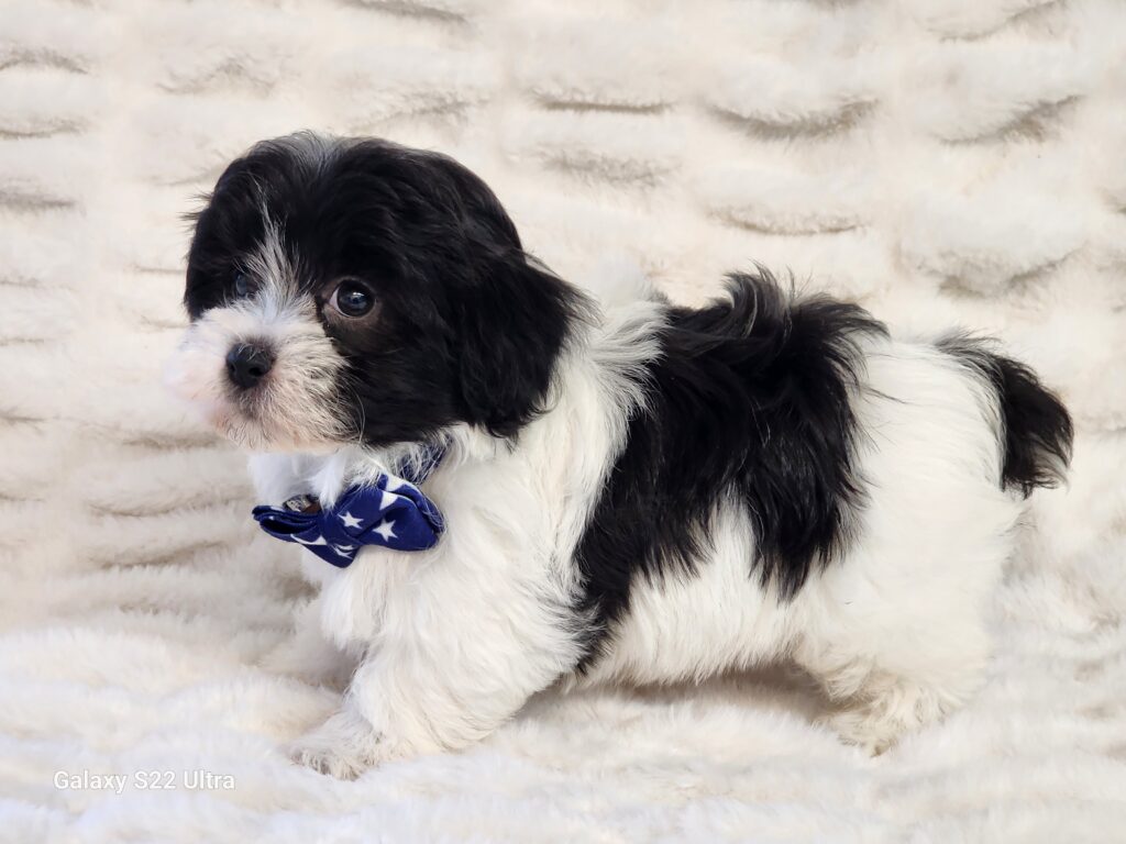 Say hello to Oreo, a cute handsome black and white CPR registered toy Malti-Poo male. This sweet boy is a bundle of joy and quite playful. His DOB is December 17, 2025. His suggested weight at maturity should be approximately 7-8 lbs. Oreo will be a perfect companion for any family, so don’t let him get away. He comes to your home with his vaccinations current along with a health guarantee. (The release date is February 13, 2026). 903-348-4465.