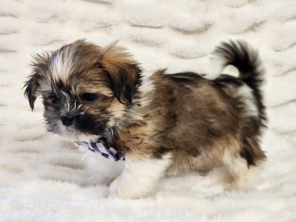 Meet Teddy a handsome charming brindle and white CPR registered toy Malshi male. His gorgeous dark eyes and fluffy coat is sure to steal your heart. This playful fellow's DOB is December 04, 2025. His suggested weight at maturity should be approx. 8-9 lbs. Teddy comes to your home with his vaccinations current along with a health guarantee. (Release date is February 03, 2026). 903-348-4465.