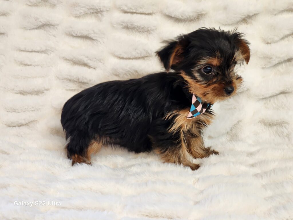 Say hello to Button a cute handsome black and gold ACA Registered toy Yorkshire Terrier male. This sweet boy is a bundle of joy and quite playful. His DOB is December 04, 2025. His suggested weight at maturity should be approximately 5-6 lbs. Button will be a perfect companion for any family so don’t let him get away. He comes to your home with his vaccinations current along with a health guarantee. (Release date is February 04, 2026). 903-348-4465.