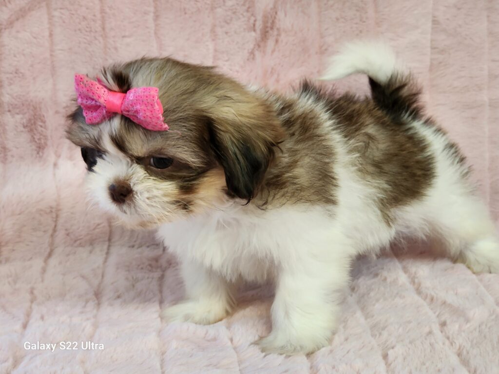 What a precious beauty here. Meet Twinkles She is a friendly, beautiful brindle and white CPR Registered toy Malshi female. Her DOB is December 04, 2025. Her suggested weight at maturity should be approximately 8-9 lbs. Twinkle's comes to your home with her vaccinations current, along with a health guarantee. Just look at that sweet baby's face and the way she rocks her pink bow. (Release date February 03, 2026). 903-348-4465.