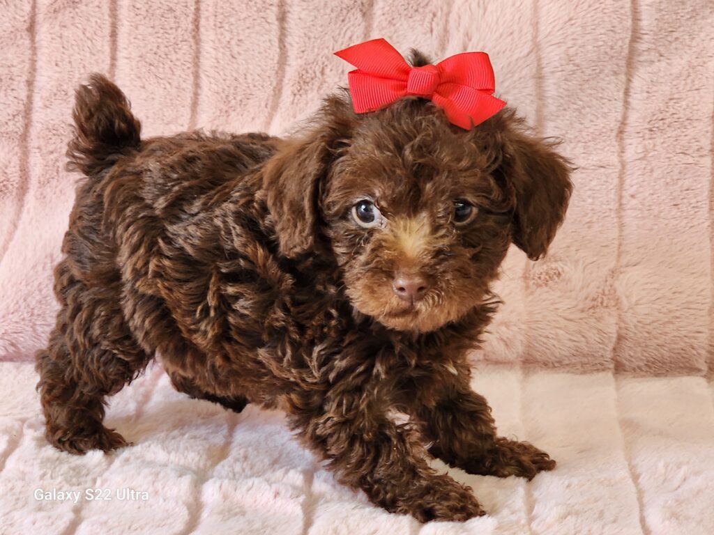 A real doll and sure to be the center of attention. Meet Skylar, a chocolate and white CPR registered Schnoodle female. This gorgeous little cuddle bug is quite playful and will make a wonderful companion. Skylar’s DOB is March 08, 2024. Her suggested weight at maturity should be approximately 8-9 Lbs. She comes to your home with her vaccinations current along with a health guarantee. (Release date is May 10, 2024). 903-348-4465.