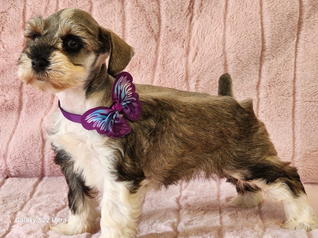 Say hello to Sophie. She is an outstanding, beautiful silver and white APRI Registered miniature Schnauzer female. She has gorgeous blue eyes and a, beautiful super coat and loves to play. Sophie’s ears and tail have been done and dewclaws removed. Her DOB is December 19, 2025. Her suggested weight at maturity should be approximately 9-10 lbs. She comes to your home with her vaccinations current along with a health guarantee. (Release date is February 13, 2026). 903-348-4465.