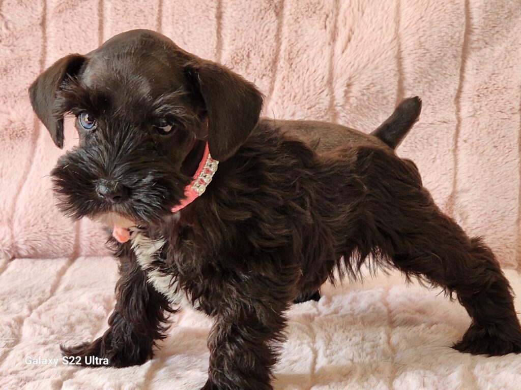 Meet Candice, a beautiful black APRI registered, miniature Schnauzer female with white markings and blue eyes. This playful, gorgeous girl is sure to steal your heart with her super coat and floppy ears. Her DOB is December 19, 2025. Her ears are natural, and her tail has been done and dewclaws removed. Candice’s suggested weight at maturity will be approximately. 9-10 lbs. She comes to your home with her vaccinations current along with a health guarantee. (Release date February 13, 2026). 903-348-4465.