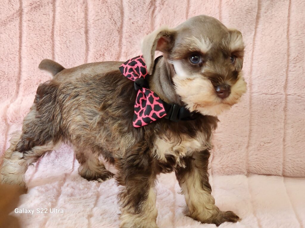 Meet Paris, a beautiful APRI registered liver and tan Miniature Schnauzer female. Her gorgeous little face has tons of puppy kisses and is sure to steal your heart. Her DOB is December 19, 2025, Paris's ears are natural, and her tail has been done and her dewclaws removed. Her suggested weight at maturity should be approx. 9-10 Lbs. She comes to your home with her vaccinations current along with a health guarantee. (Release date is February 13, 2026). 903-348-4465. 