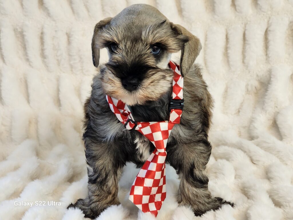 What a wonderful eye-catching companion. Meet Sailor, a miniature APRI registered salt and pepper miniature Schnauzer male. His DOB is December 19, 2025. This handsome playful fellow with his sparkling blue eyes is sure to be the center of attention. Sailor's ear's/tail have been done and his dewclaws removed. His suggested weight at maturity should be approx. 9-10 Lbs. He comes to your home with his vaccinations current along with a health guarantee. (Release date is February 13, 2026). 903-348-4465.