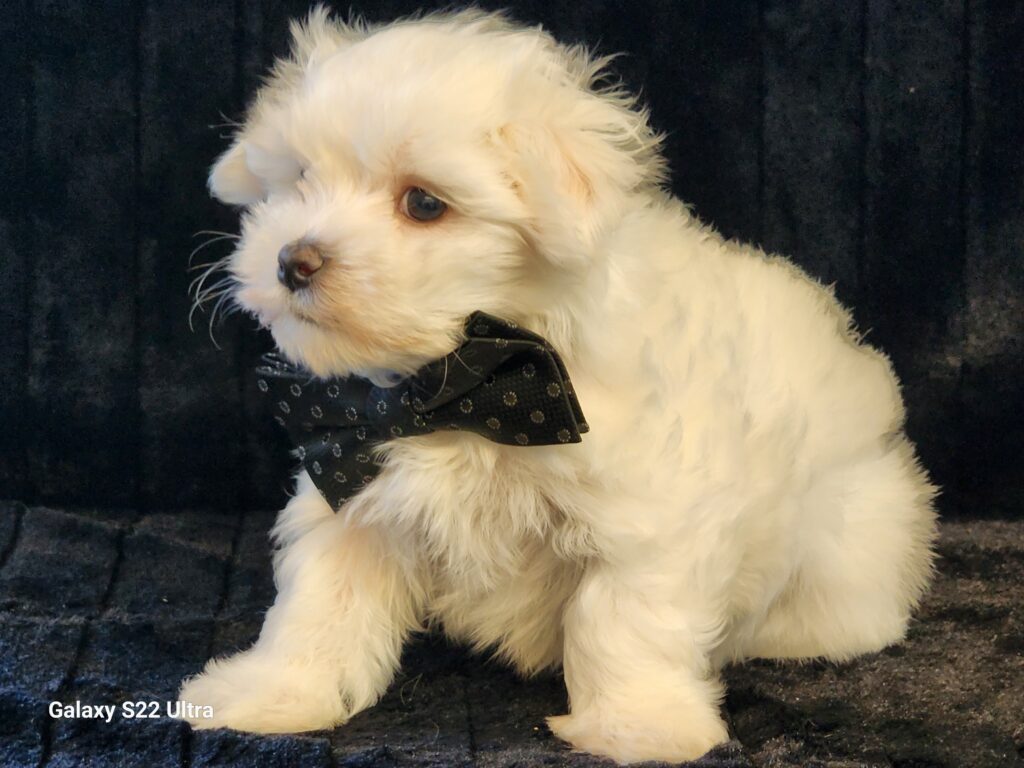 Say hello to Piper a cute handsome cream CPR registered toy Maltese male. This sweet boy is a bundle of joy and quite playful. His DOB is December 19, 2025. His suggested weight at maturity should be approximately 7 -8 lbs. Piper will be a perfect companion for any family, so don’t let him get away. He comes to your home with his vaccinations current along with a health guarantee. (Release date is February 13, 2026). 903-348-4465.