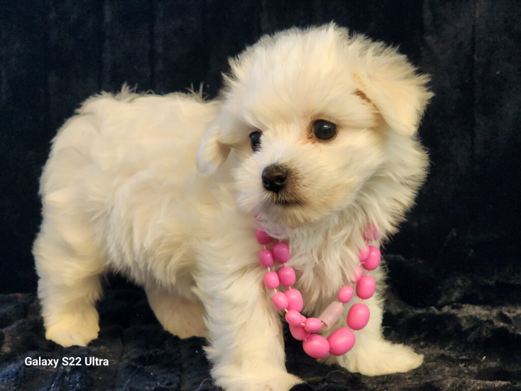 Meet Lucy a beautiful toy APRI registered Maltese female. DOB. December 19, 2025. She is precious and simply adorable with her fluffy white coat and gorgeous pink pearls. If you like kisses and want a small female, then Lucy is for you. She comes to your home with her vaccinations current along with a health guarantee. Her suggested weight at maturity should be approx. 7-8 lbs. (Release date is February 13, 2026). 903-348-4465.