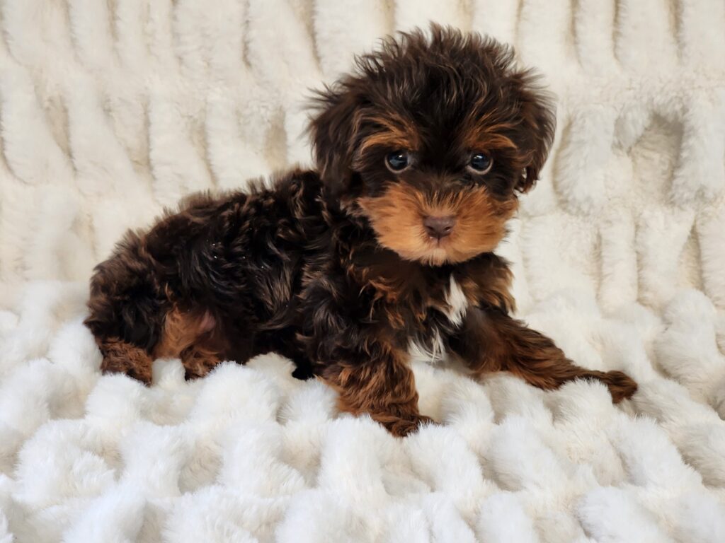 Meet Pipsqueak with a face that's hard to resist. Handsome chocolate and tan toy Yorkie-Poo male waiting for that special someone. This little boy is CPR registered and comes to your home with his vaccinations current along with a health guarantee. He is well socialized and quite playful and loves attention. His DOB is December 24, 2025. Pipsqueak's suggested weight at maturity should be approximately 5-6 lbs. (Release date is February 27, 2026. 903-348-4465.