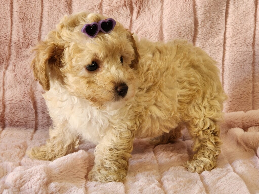 Meet Pebbles a beautiful cream toy CPR registered Malti-Poo female. DOB. January 01, 2026. She is precious and simply adorable with her fluffy coat and purple sunglasses. If you like kisses and want a nice female, then Pebbles is for you. She comes to your home with her vaccinations current along with a health guarantee. Her suggested weight at maturity should be approx. 8-9 lbs. (Release date is March 13, 2026). 903-348-4465.