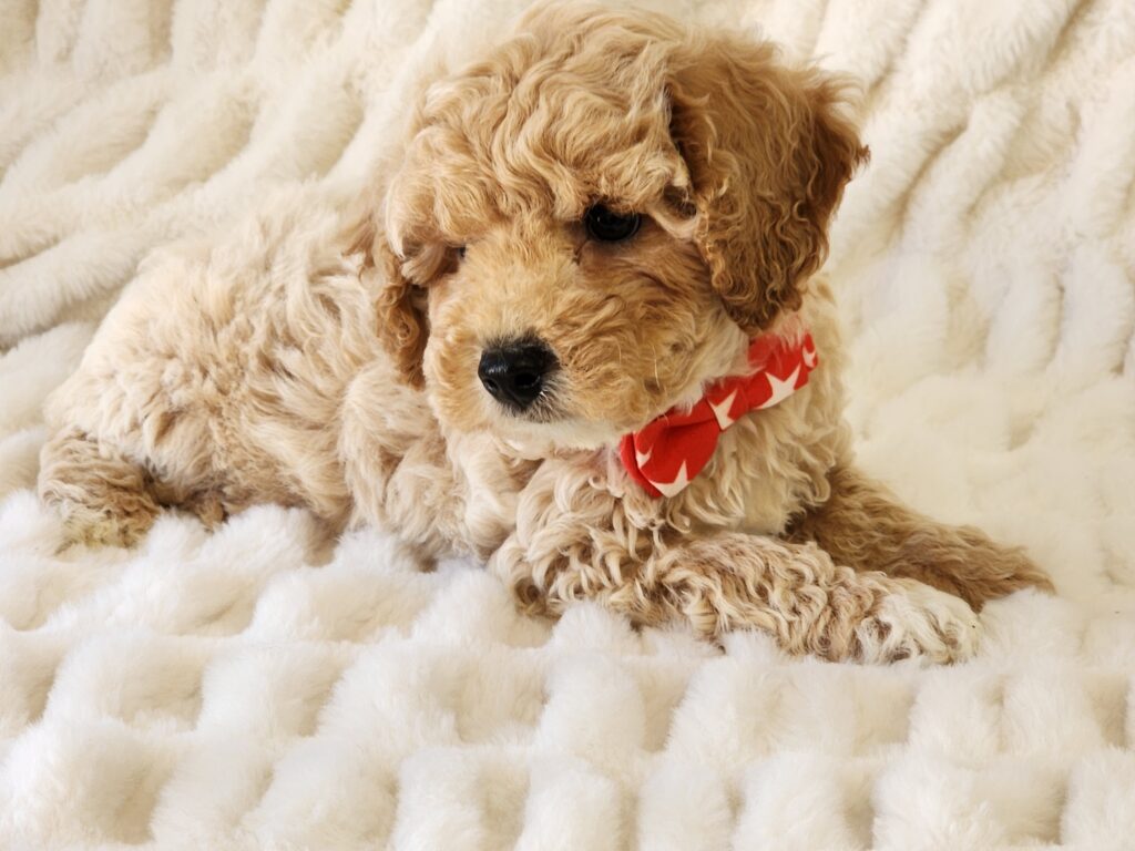 Say hello to Piper a handsome cream CPR registered toy Malti-Poo male. This sweet boy is a bundle of joy and quite playful. His DOB is January 01, 2026. His suggested weight at maturity should be approximately 8 -9 lbs. Piper will be a perfect companion for any family so don’t let him get away. He comes to your home with his vaccinations current along with a health guarantee. (Release date is March 13, 2026). 903-348-4465.