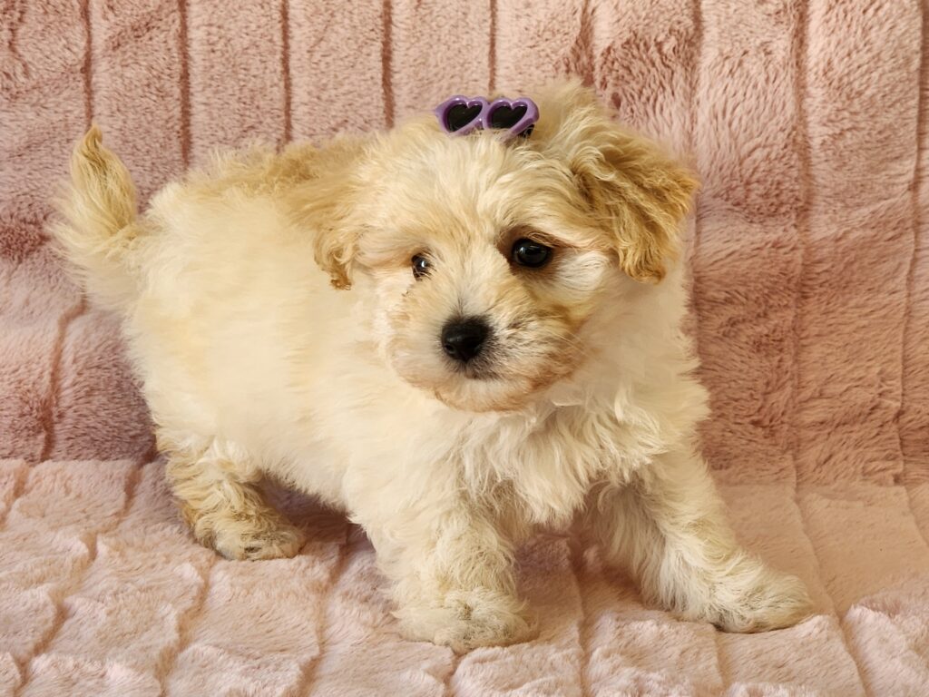 Meet Cookie a beautiful cream toy APRI registered Malti-Poo female. DOB. February 01, 2026. This loveable girl is outstanding and simply adorable. If you like to snuggle and want a small female, then Cookie is for you. She comes to your home with her vaccinations current along with a health guarantee. Her suggested weight at maturity should be approx. 8-9 lbs. (Release date is March 29, 2026). 903-348-4465.