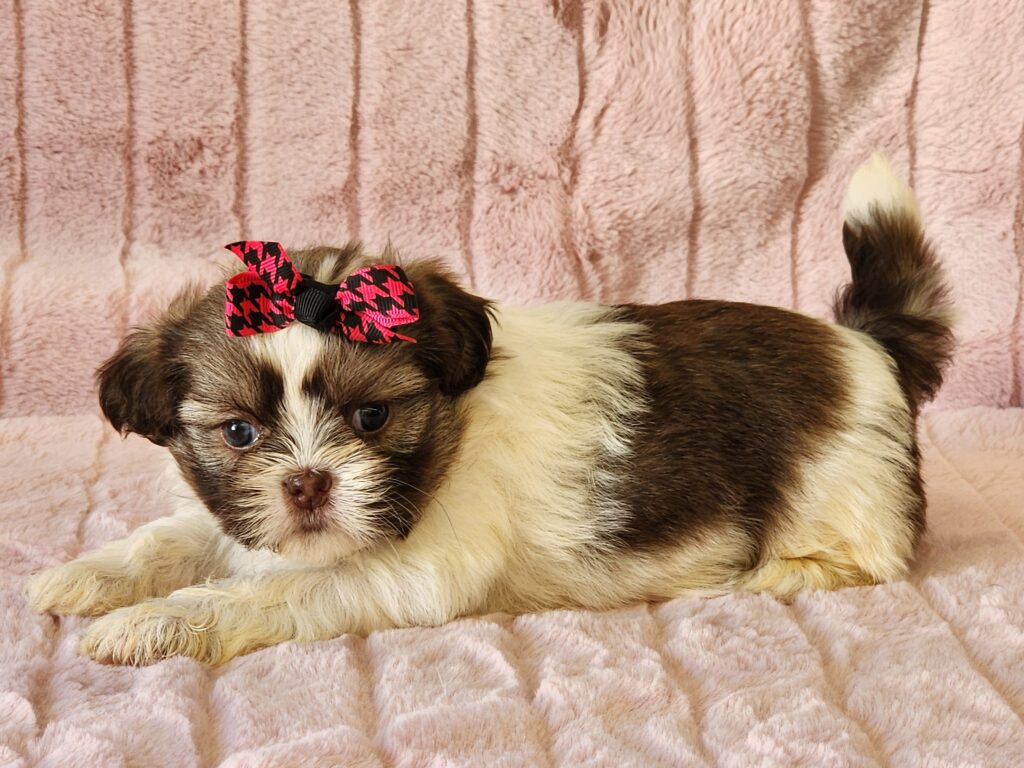 What a cuddle bug, meet Tinkerbell a toy APRI registered liver and white Shih-Tzu female. This little playful fluff ball is full of puppy kisses and love's affection. Her DOB is February 06, 2026. Tinkerbell's suggested weight at maturity approximately 8-9 lbs. She comes to your home with a health guarantee. (Release date is April 03, 2026.) 903-348-4465.