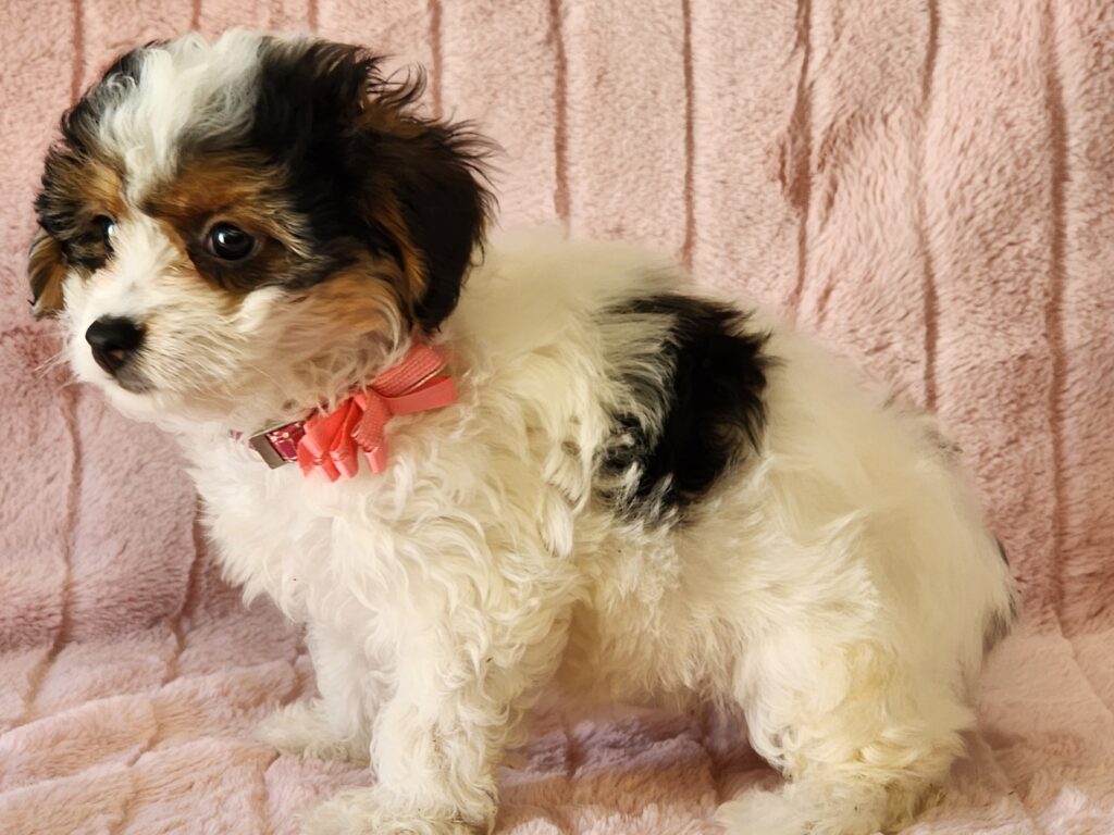 Meet Cricket, a beautiful white, black and tan parti CPR registered toy Yorkie-Poo female. DOB. January 18, 2026. This loveable girl is precious and simply adorable. She has a wonderful disposition and is sure to steal your heart. She comes to your home with her vaccinations current along with a health guarantee. Cricket's suggested weight at maturity should be approx. 7-8 lbs. (Release date is March 27, 2026). 903-348-4465.