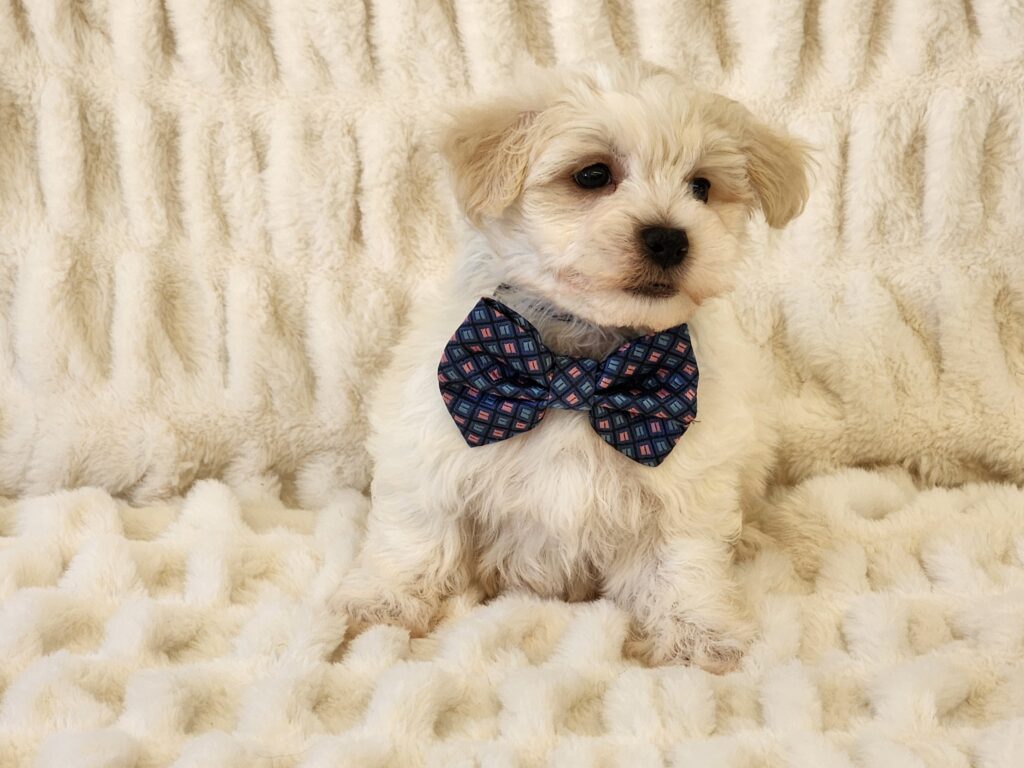 Say hello to Louie a cute handsome cream CPR registered toy Malti-Poo male. This sweet boy is a bundle of joy and quite playful. His DOB is February 01, 2026. His suggested weight at maturity should be approximately 8 -9 lbs. Louie will be a perfect companion for any family, so don’t let him get away. He comes to your home with his vaccinations current along with a health guarantee. (Release date is March 29, 2026). 903-348-4465.