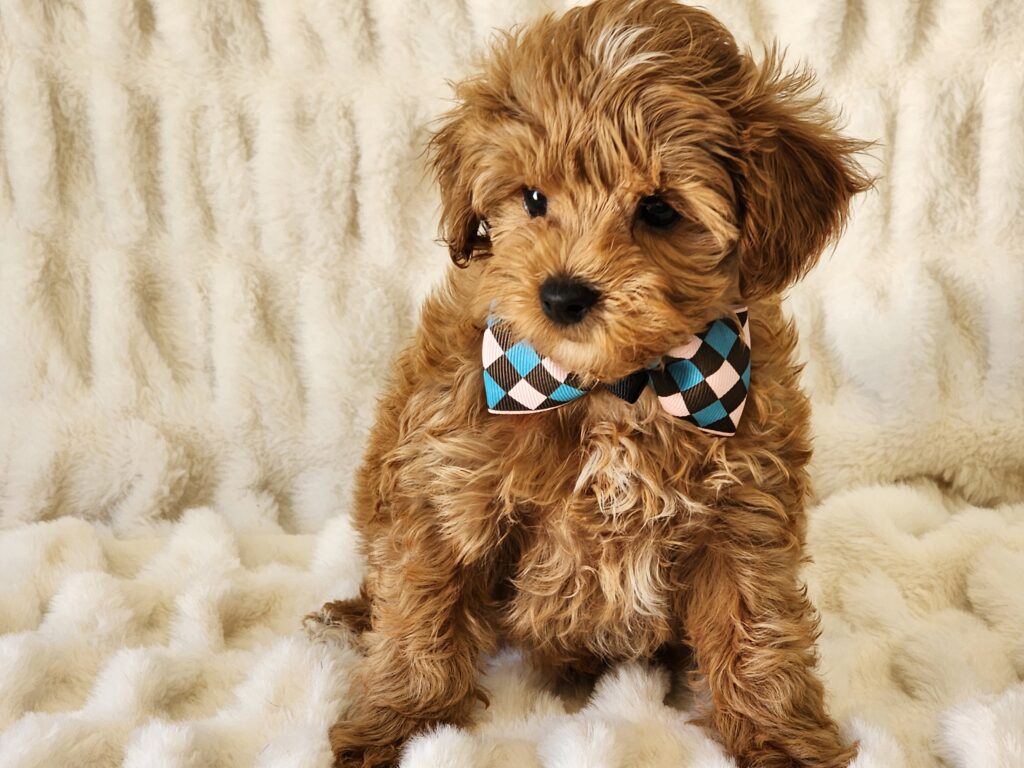 Say hello to Rusty a cute handsome red CPR registered toy Yorkie-Poo male. This sweet boy is a bundle of joy and quite playful. His DOB is January 25, 2026. His suggested weight at maturity should be approximately 7 -8 lbs. Rusty will be a perfect companion for any family so don’t let him get away. He comes to your home with his vaccinations current along with a health guarantee. (Release date is March 27, 2026). 903-348-4465.