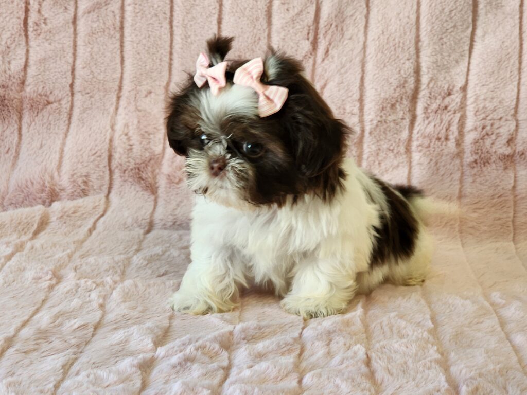 What a little angel here. Meet Cookie! She is a beautiful chocolate and white APRI Registered imperial Shih-Tzu female. Her DOB is February 06, 2026. Her suggested weight at maturity should be approximately 8 lbs. She comes to your home with her vaccinations current, along with a health guarantee. Just look at that sweet baby face! Cookie’s ready to meet her new family! Hurry! Don’t let her pass you by! (Release date is April 17, 2026). 903-348-4465.