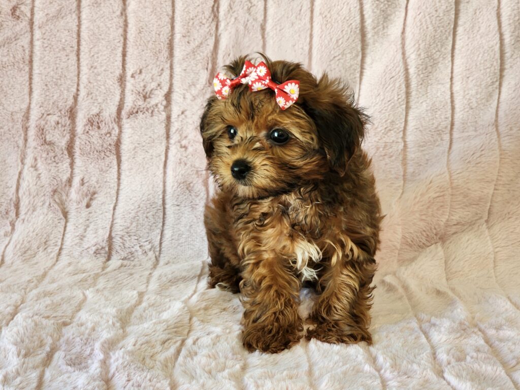 Meet Tootsie, A super sweet, cute little red toy CPR registered Yorkie-Poo female. DOB is January 25, 2026. She's a little pocket pal full of love and kisses. Her suggested weight at maturity should be approx. 6-7 lbs. Tootsie comes to your home with current vaccinations and a health guarantee. (Release date is April 17, 2026). 903-348-4465.