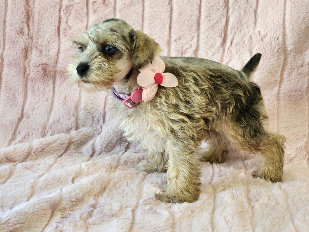Waiting to bring joy to her new home. Meet Pixie, a silver blue merle APRI registered miniature Schnauzer female. Her little face has tons of puppy kisses that are sure to steal your heart. Lexus's ears are natural, and her tail has been done and dewclaws removed. If you're wanting a small female this is her. Pixie's DOB is February 20, 2026. Her suggested weight at maturity should be approx. 9-10 Lbs. She comes to your home with her vaccinations current along with a health guarantee. (Release date is April 17, 2026) 903-348-4465. 