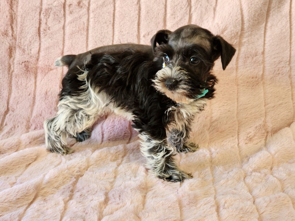 Meet Josie, a beautiful black and white parti APRI registered, miniature Schnauzer female. This playful, gorgeous girl is sure to steal your heart with her super coat and floppy ears. Her DOB is February 20, 2026. Her ears are natural, and her tail has been done and dewclaws removed. Josie’s suggested weight at maturity will be approximately. 9-10 lbs. She comes to your home with her vaccinations current along with a health guarantee. (Release date April 17, 2026). 903-348-4465.