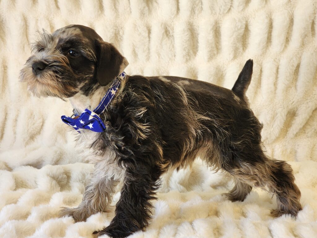 What a fantastic super coated, blue merle miniature Schnauzer male. Meet Jasper. His DOB is February 20, 2026. His ears are natural, and his tail has been done, and dewclaws removed. If you're looking for a friendly intelligent male, then look no further. His suggested weight at maturity should be approx. 9-10 lbs. Jasper comes to your home with his vaccinations current along with a health guarantee. (Release date is April 17, 2026). 903-348-4465.