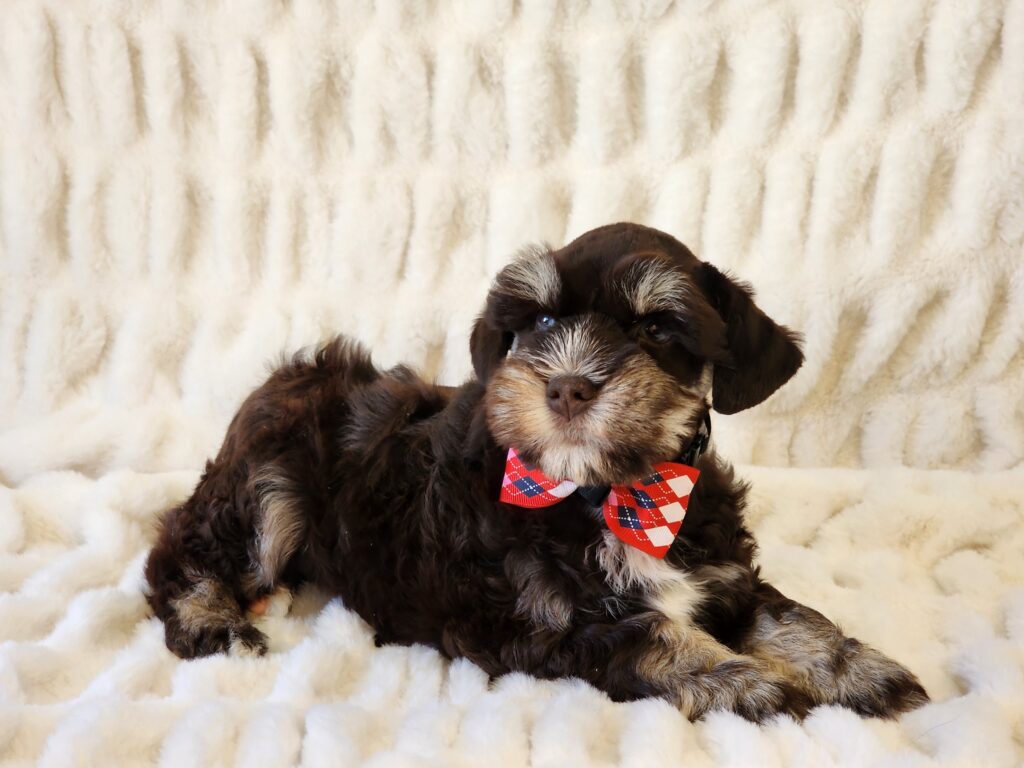 What a wonderful eye-catching super coated companion. Meet Sailor, an APRI registered dark chocolate and tan miniature Schnauzer male. His DOB is February 14, 2026. This handsome playful fellow with his sparkling blues eyes is sure to be the center of attention. Sailor's ears are natural, and his tail has been done, and his dewclaws removed. His suggested weight at maturity should be approx. 10-11 Lbs. He comes to your home with his vaccinations current along with a health guarantee. (Release date is April 17, 2026). 903-348-4465.