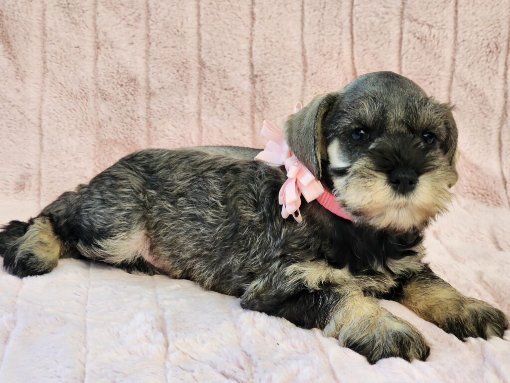 Female Miniature Schnauzer puppy for sale in Texas.