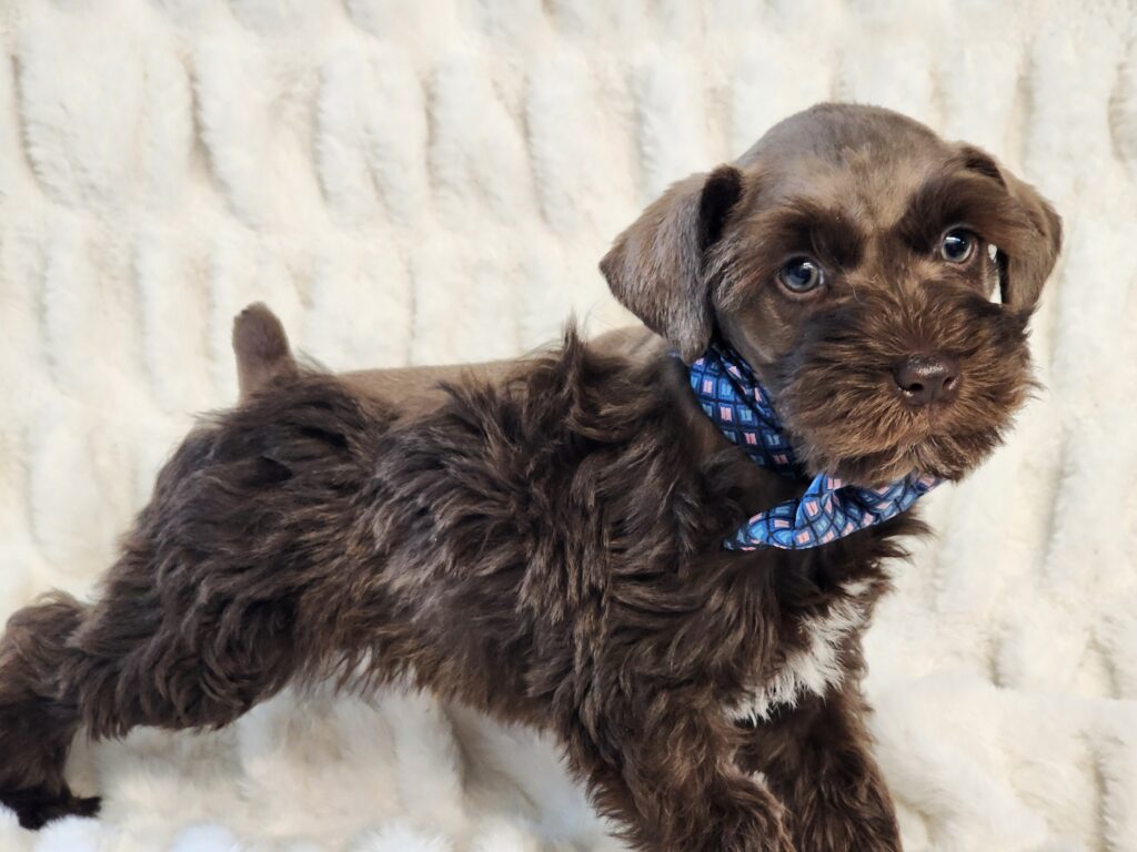 Chocolate and white male Miniature Schnauzer for sale in Texas.