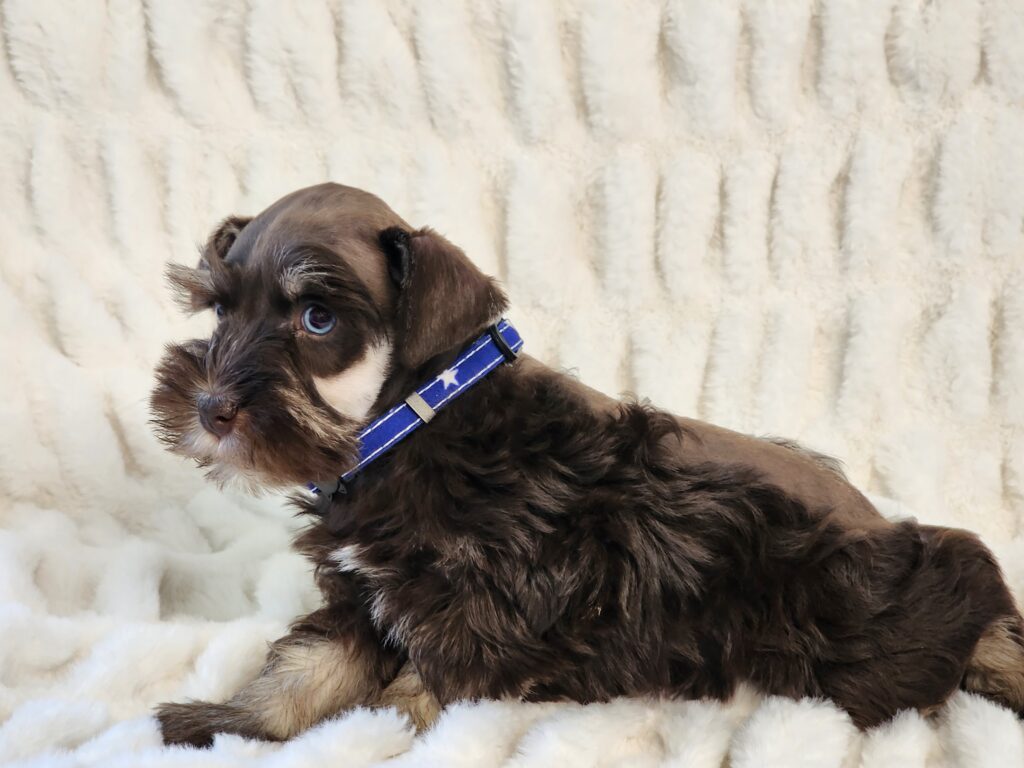 Miniature Schnauzer male Chocolate and tan for sale in Texas.