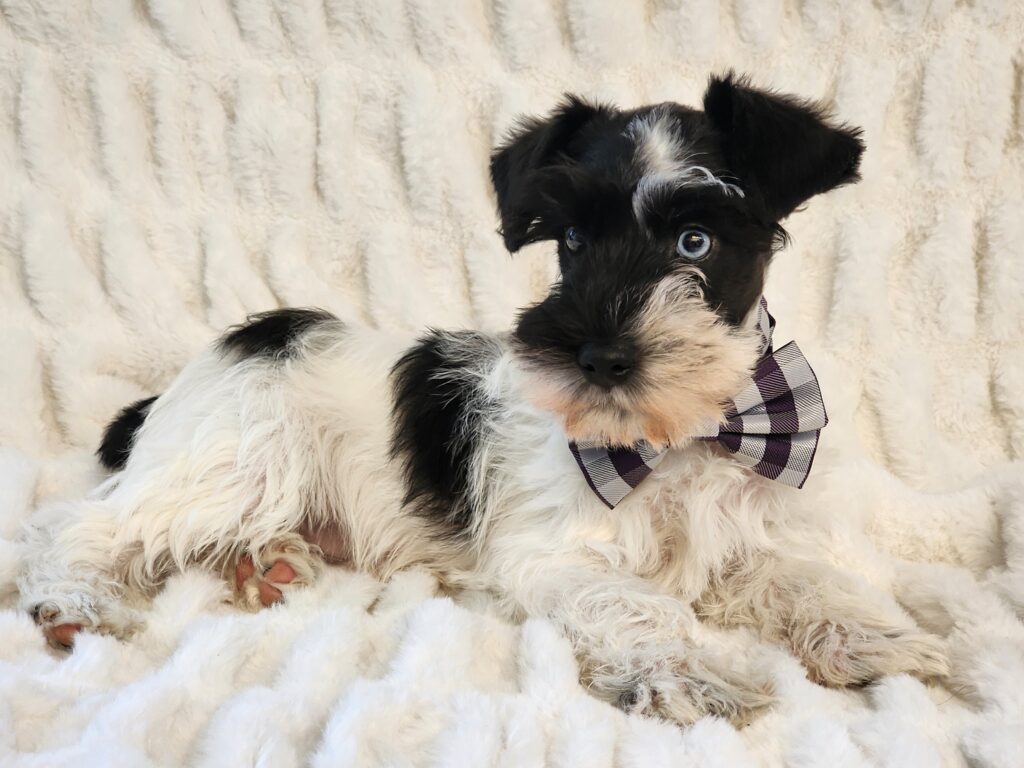 White and black super coated parti miniature male ready for his home.
