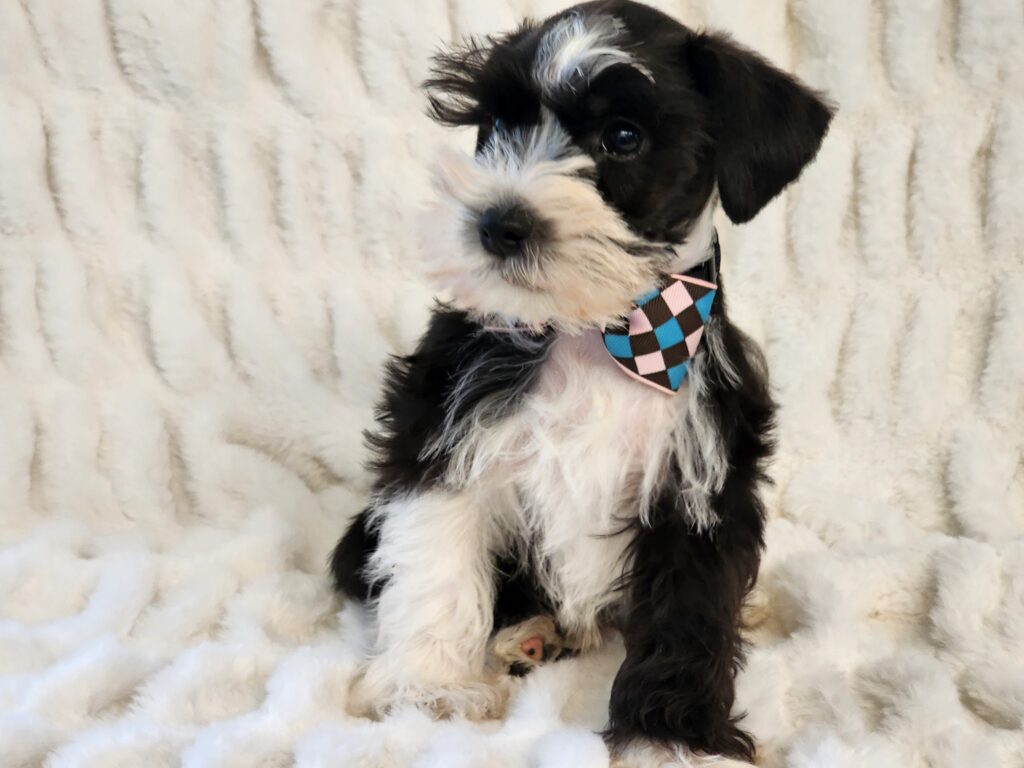 Black and white Miniature Schnauzer male with blue eyes.
