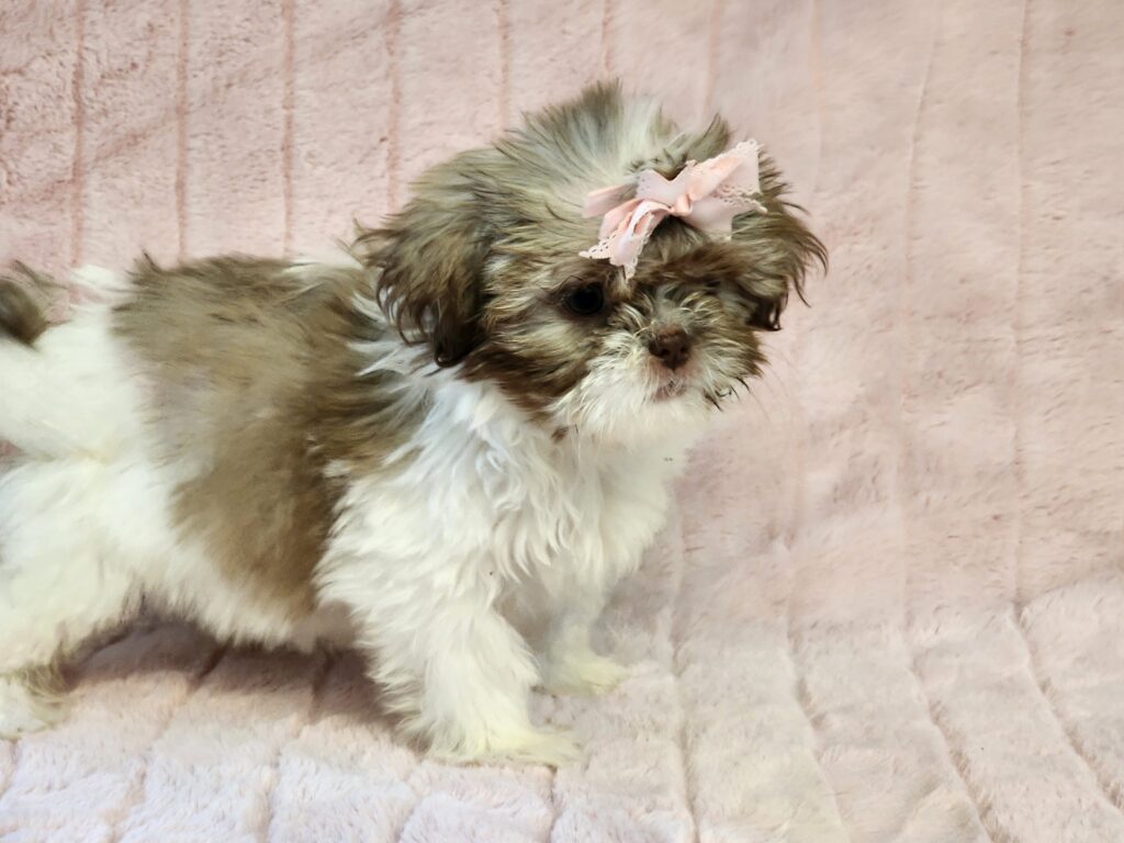 Liver and white Shih Tzu female puppy, fluffy coat, big expressive eyes, standing on a soft background